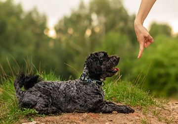 7-1. 6 Essential Commands Every Dog Should Learn